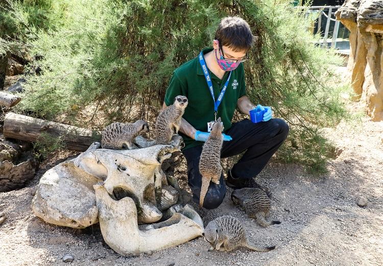 Meerkats