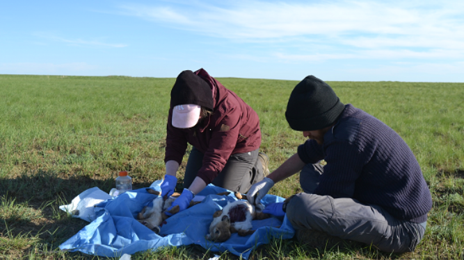 post mortem of saiga antelope.png